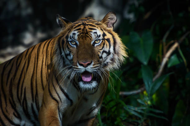 istock Portrait of tiger. 1165427354