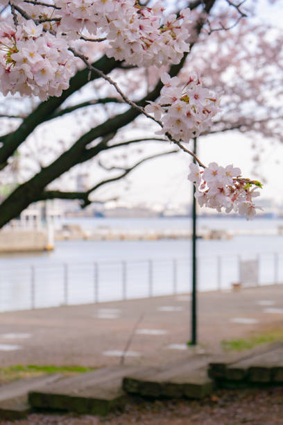 istock Pink cherry blossoms in full bloom. Cherry blossoms symbolize spring in Japan. 1165427363