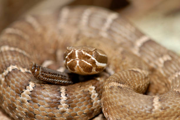 istock Ridge-nosed Rattlesnake 1165428203