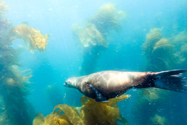 istock Sea Lion in Sun 1165428566