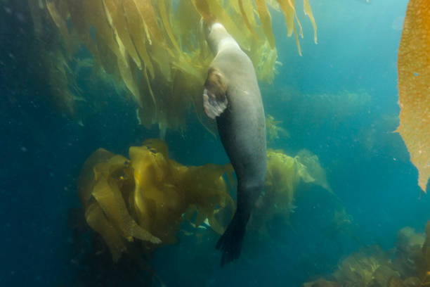 istock Sea Lion in Kelp 1165428666