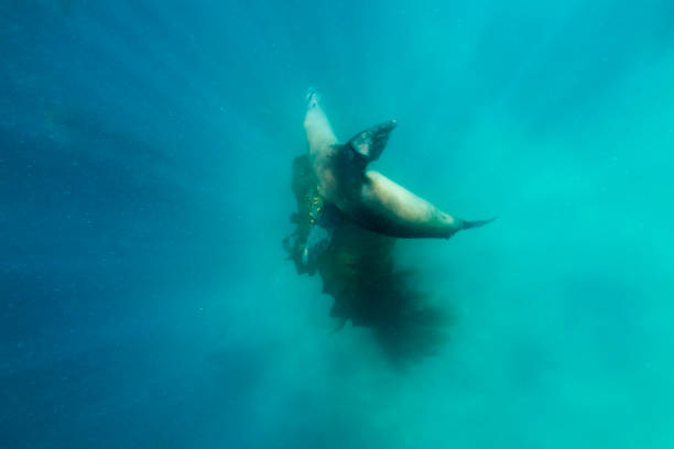 istock Sea Lion from Above 1165429490