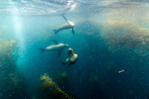 istock Sea Lion Play 1165430216