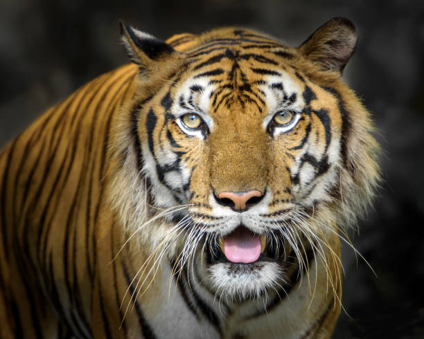 istock Portrait of tiger. 1165430437