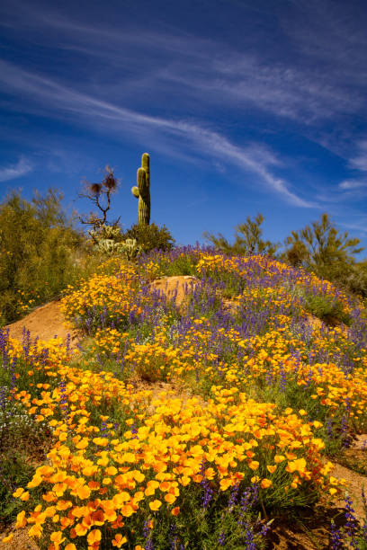 istock Hill top Saguaro with Poppies 1165431285