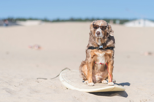 A beautiful sunglasses- wearing golden dog rides in style on a surfboard setting on a sandy beach. There are no other humans or animals in sight.