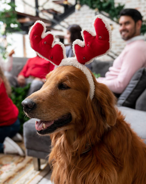 istock Beautiful reindeer dog celebrating Christmas 1165432331