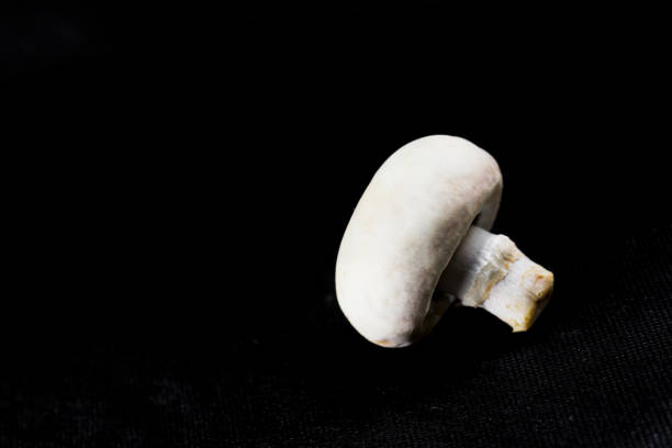 A mushroom stands alone on a black background