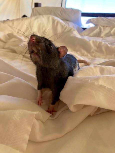 istock rat standing in an unmade bed 1165433140