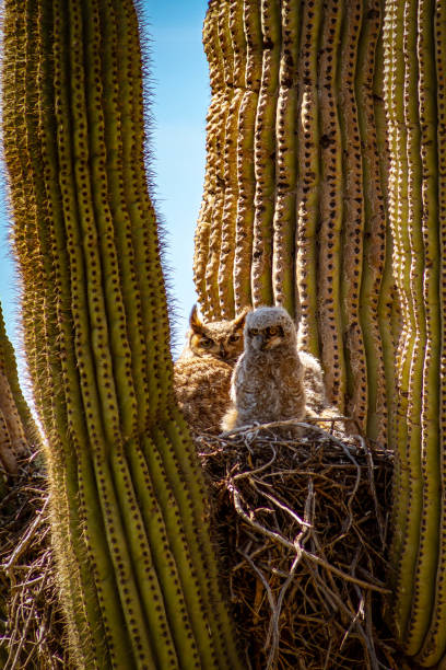istock Great Horned Owl and Baby in Cactus 1165433161
