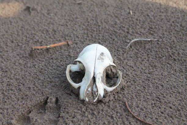 Fish’s Skull