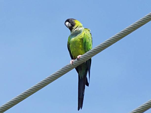 istock Nanday Parakeet (Aratinga nenday) resting on telephone cable 1165440216