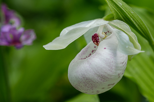 A showy lady's slipper(orchidaceae) in close-up at Bellevue Botanical Garden, WA