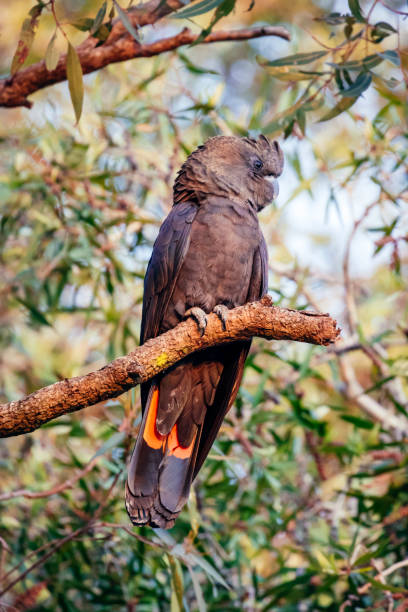 istock Glossy black cockatoo portrait 1165441464