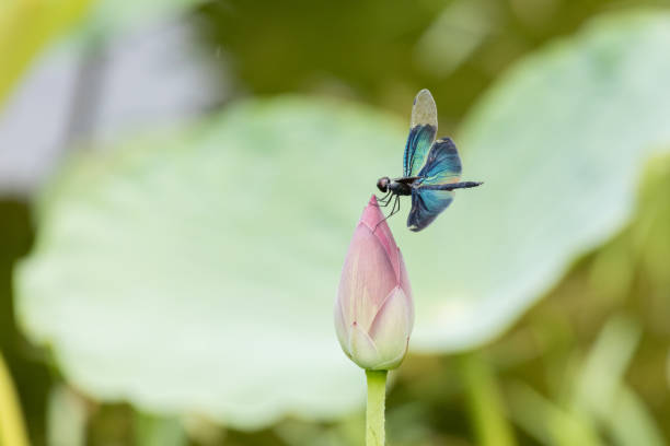 istock Rhyothemis fuliginosa Dragonfly 1165441466