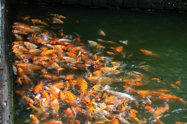 istock Many koi fish in a pond, Vietnam. 1165441537