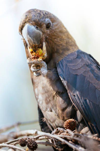 istock Glossy black cockatoo portrait 1165441556