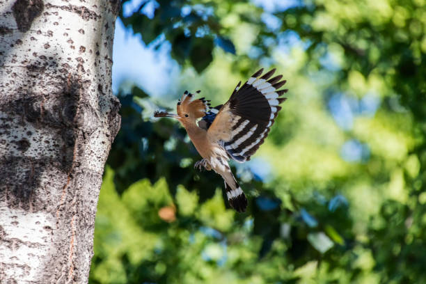 istock Eurasian Hoopoe bird 1165442075