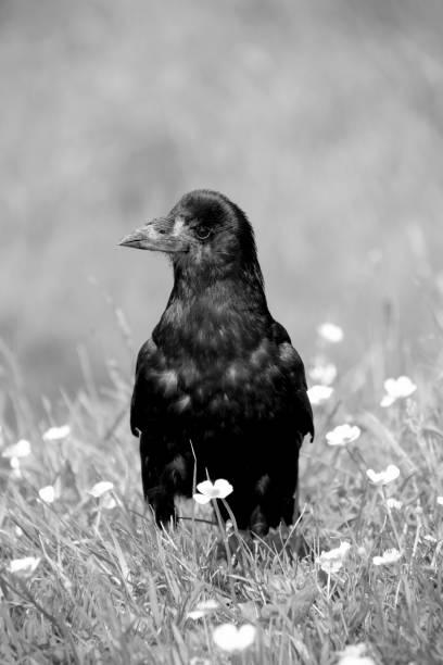istock Raven, Bird, Monochrome, Animal, Ireland 1165442410