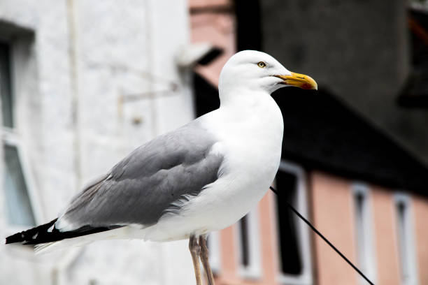 Seagull, Animal, Wildlife, Close-up, UK