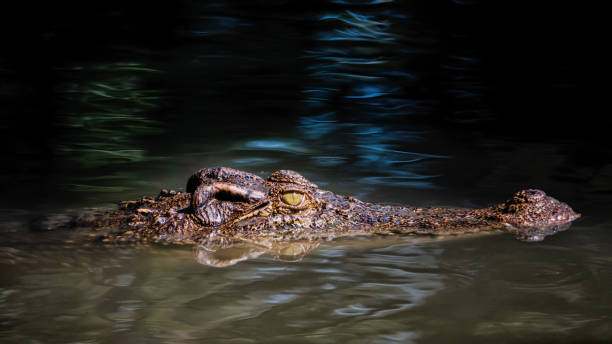 istock Crocodile floating in the pond. 1165444918