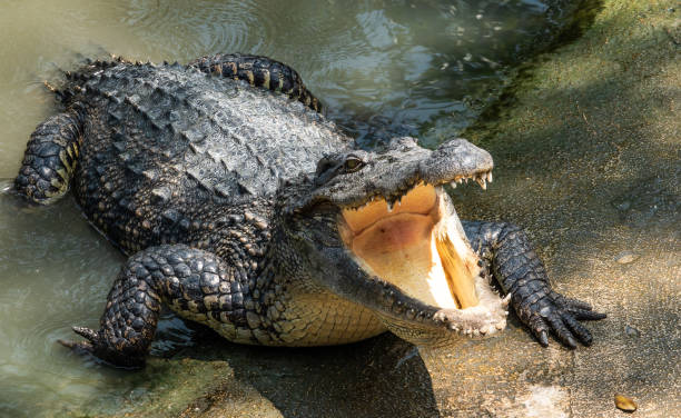 crocodile in the swamp - crocodilo imagens e fotografias de stock