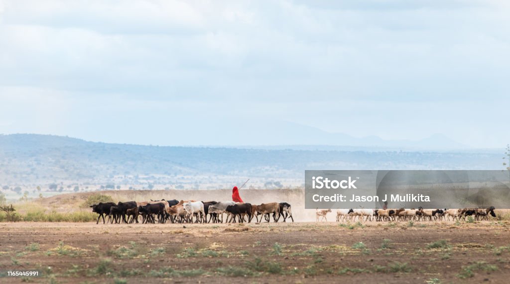 African Maasai Cow Herder African Maasai Cow Herder in Arusha, Tanzania Tanzania Stock Photo