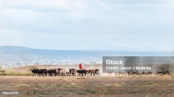 African Maasai Cow Herder Stock Photo - Download Image Now - Tanzania, Cattle, Maasai People