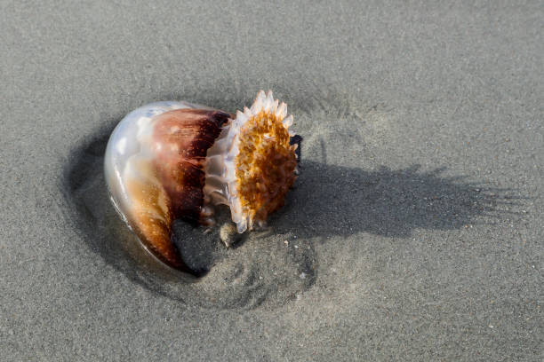 cannonball jelly na brzegu w myrtle beach - scyphozoa zdjęcia i obrazy z banku zdjęć