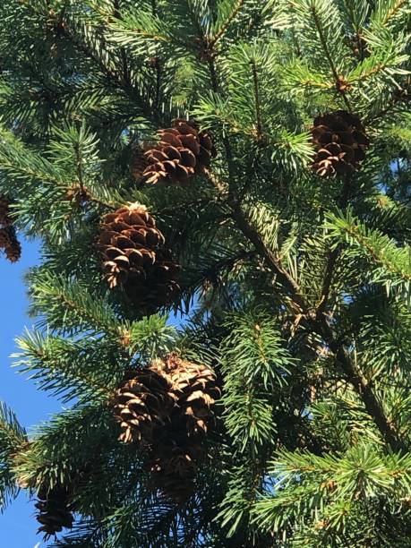 cônes suspendus de pin dans l'arbre vert géant de pin de 15 pieds - pine nut tree pine tree pine cone photos et images de collection