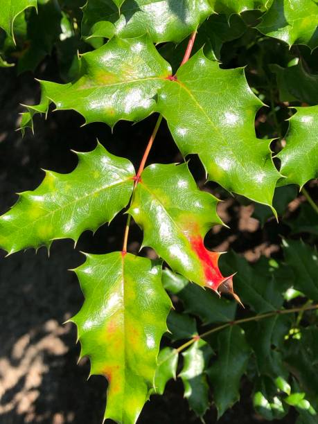 istock Beautiful shiny needled leaves with changing colors 1165452986