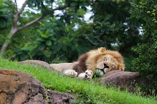 Sleeping Lion stock photo