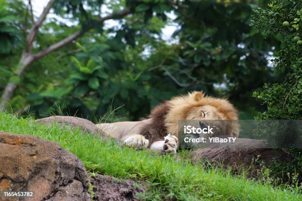 Sleeping Lion Stock Photo Stock Photo - Download Image Now - Lion - Feline, Sleeping, Kicker Rock