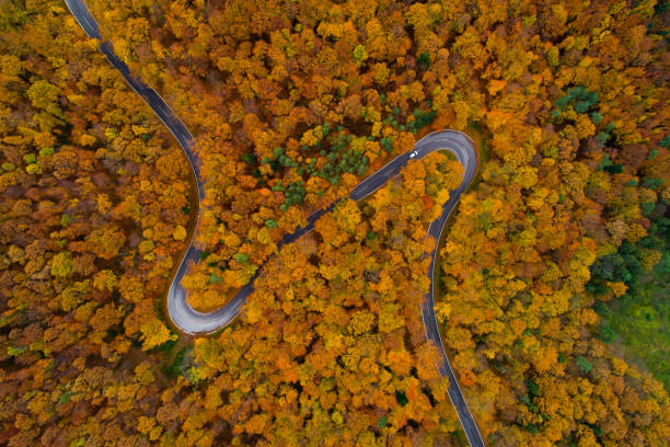 istock drone point of view curvy road through autumn colored forest 1165453790