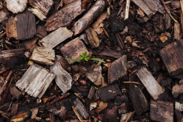 istock Weathered sawdust texture. Brutal wood background. Small wooden pieces surface. 1165453865