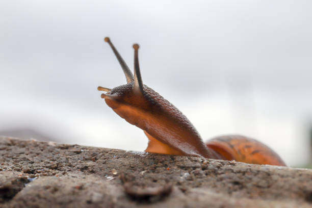 istock The snail looks into the distance 1165453908