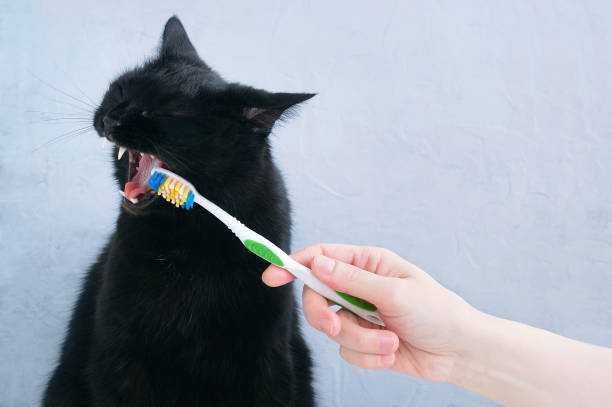 istock Caucasian girl brushes black cat's teeth with a toothbrush. 1165456469
