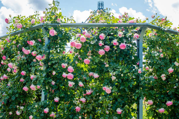 pink rose eden climbing along base of arbor in the garden - pink rose flower color image imagens e fotografias de stock