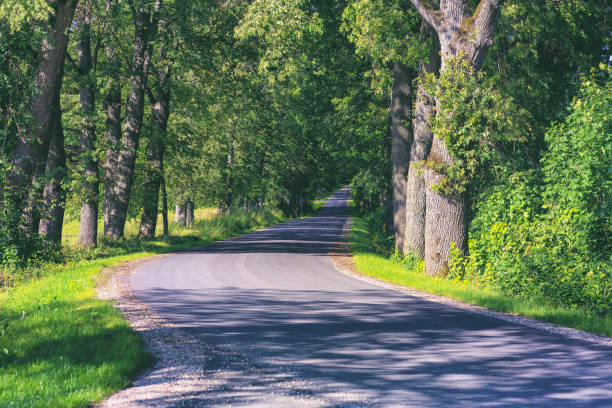 istock Road in the oak alley in summer 1165458422