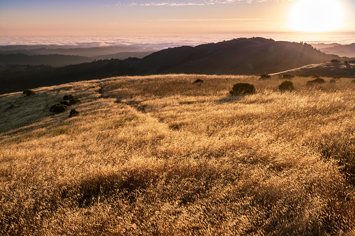 Dry grass shining in the sunset sun, sea of clouds visible in the background, Santa Cruz mountains, San Francisco bay area, California
