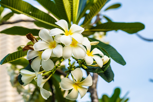Tropical flower frangipani plumeria, Leelawadee grows on a tree.