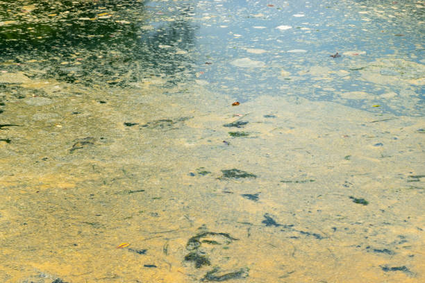 istock colorful algae growing on top of lake in summer 1165461540