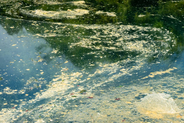 istock colorful algae growing on top of lake in summer 1165461781