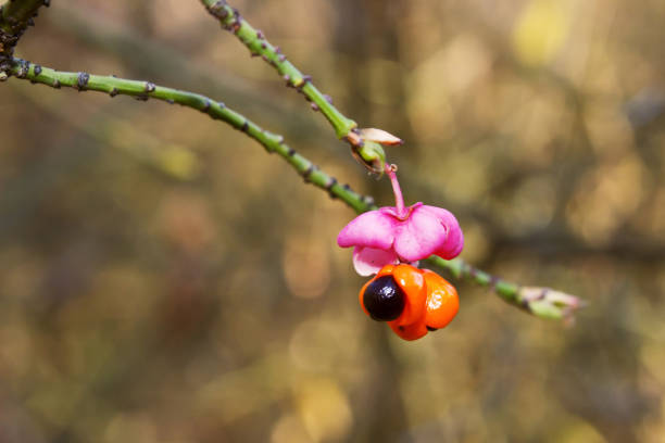 istock autumn flower in the forest 1165465502