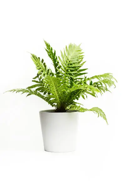 A fern in a white pot isolated view