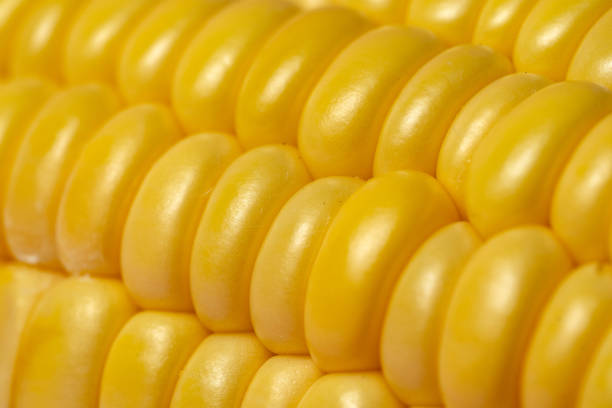 istock Macro view of yellow corn cob with grains 1165467855