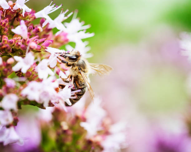 istock Honey bee pollinate marjoram flowers 1165473752