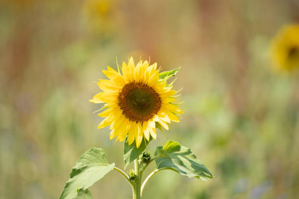 istock Close up Sunflower in green field 1165474740