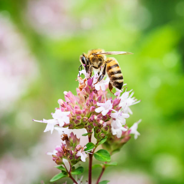 istock Honey bee pollinate marjoram flowers 1165475090