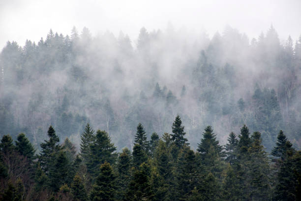 Forest of pine trees in the fog